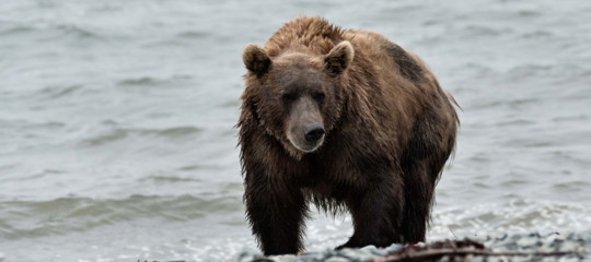 Una banca del seme per salvare il re degli Appennini, l'orso marsicano