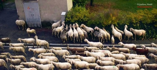 Lecco: un gregge di pecore in transumanza bruca le siepi condominiali