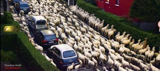 Lecco: un gregge di pecore in transumanza bruca le siepi condominiali
