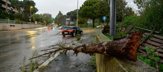 Una strage di alberi così si era mai vista? 