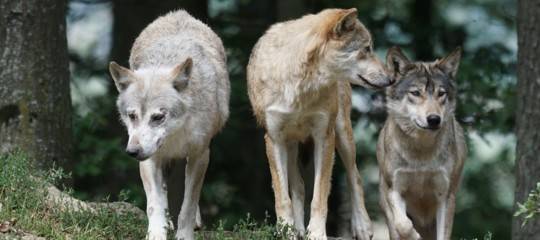 Quanti sono realmente i lupi in Italia