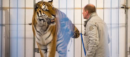 Quanto soffrono davvero gli animali nei circhi? Un'inchiesta