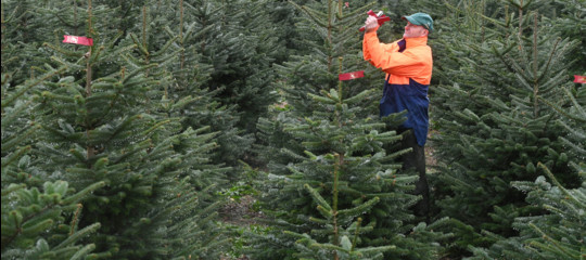 inquinamento alberi natale finti