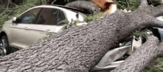 albero cade auto