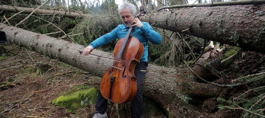 alberi abbattuti foresta stradivari
