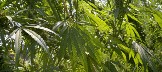 hemp fest milano cannabis