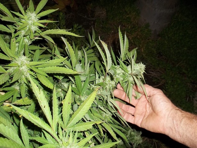 traffico marijuana Albania Italia