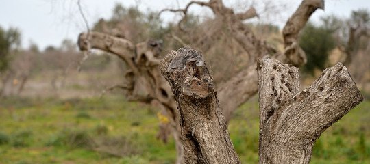 xylella uliveti a rischio