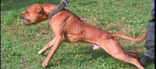 Bimba azzannata da un cane nel Torinese