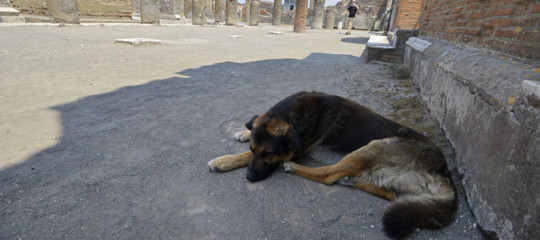 abbandono cani randagismo