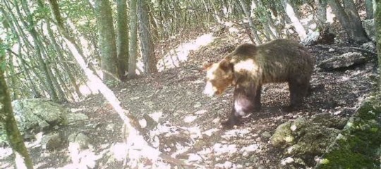 orso m49 fuga foto