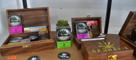 cassazione cannabis light sentenza motivazioni