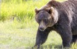 cattura orso m49 trentino