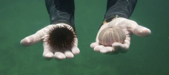 estinzione ricci di mare