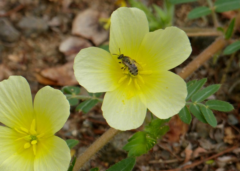 Tribulus terrestris