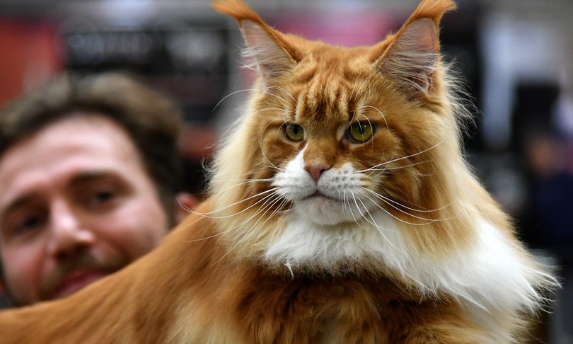 Giornata mondiale gatti libri