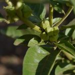 Cose Che Dovresti Sapere Prima Di Iniziare Ad Usare l′Ashwagandha