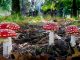 Imparare a conoscere l’Amanita Muscaria