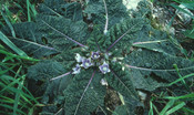 Erba perenne della famiglia delle solanacee (come i pomodori) con fiori di un blu pallido, frutti gialli, foglie oblunghe ovali e radici spesse, carnose e spesso biforcute, se ingerita può dare nausea, vomito, problemi intestinali, secchezza delle fauci e difficoltà a urinare per intossicazioni leggere fino, appunto, a allucinazioni, delirio e tachicardia