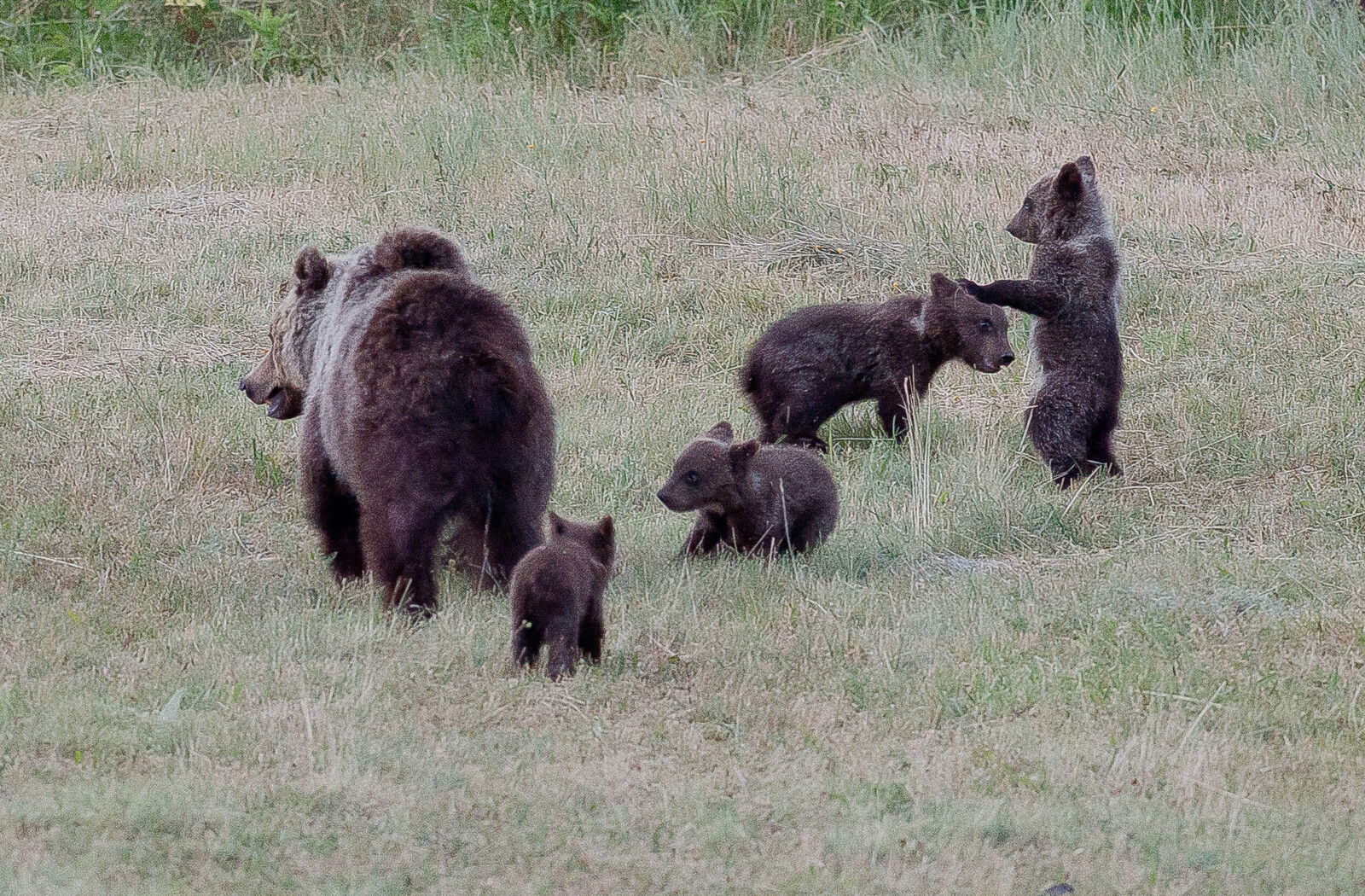L'orsa Amarena con i suoi cuccioli 
