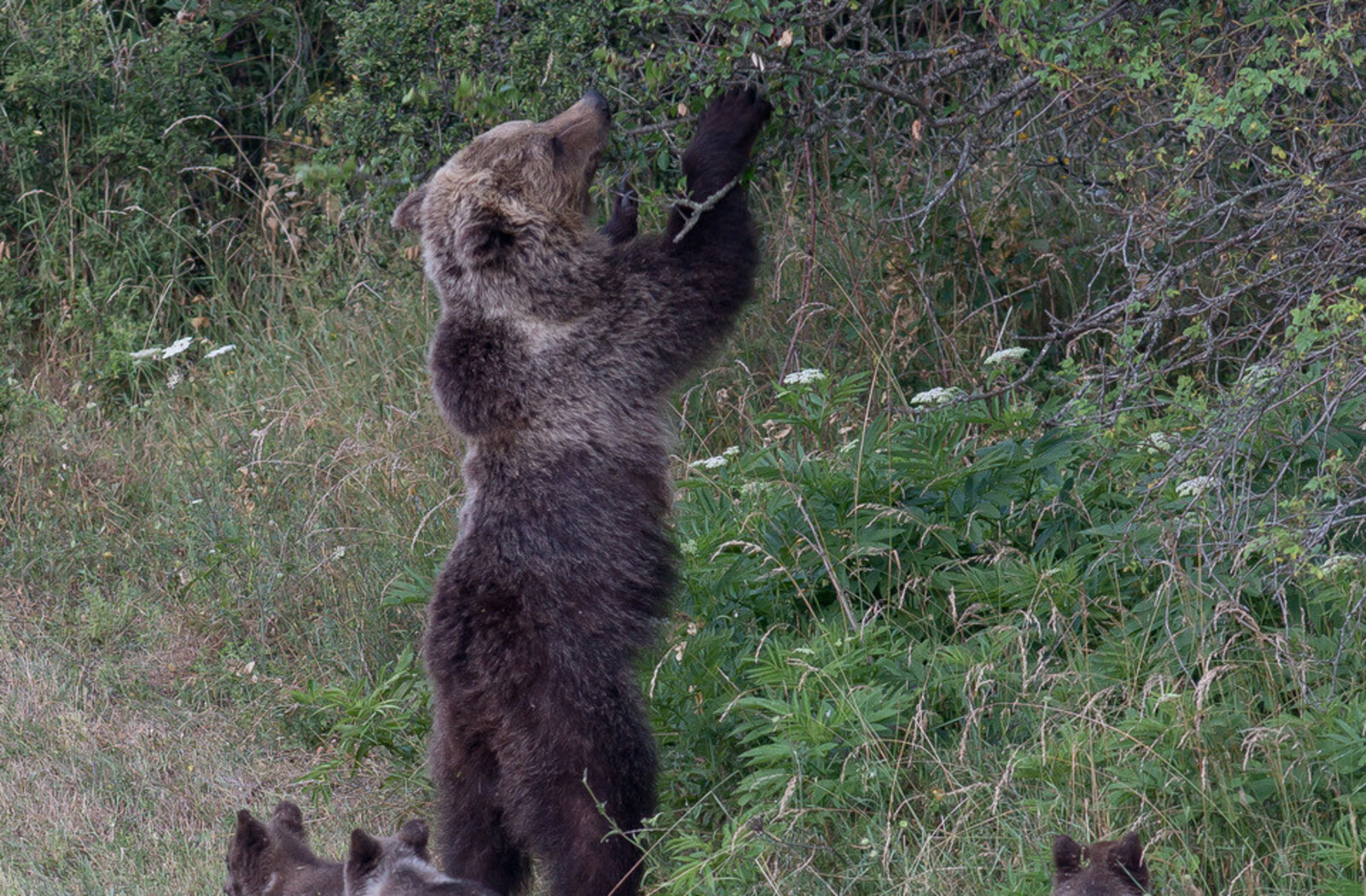 L'orsa Amarena con i suoi cuccioli  