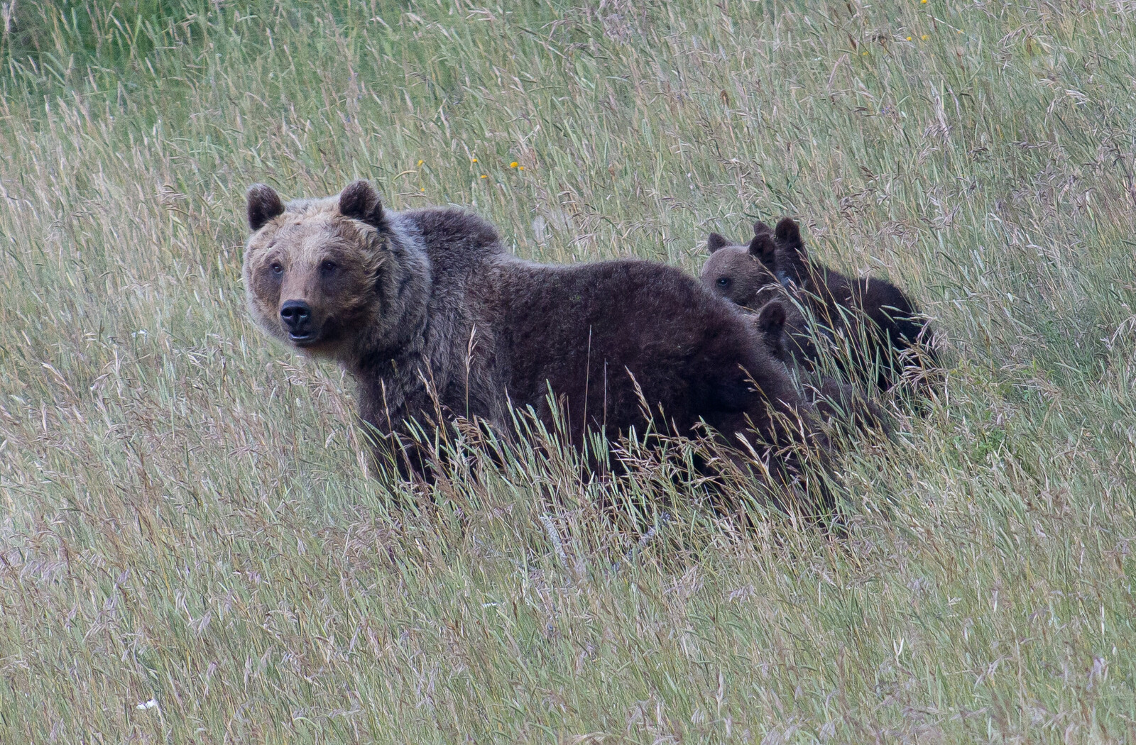 L'orsa Amarena con i suoi cuccioli  