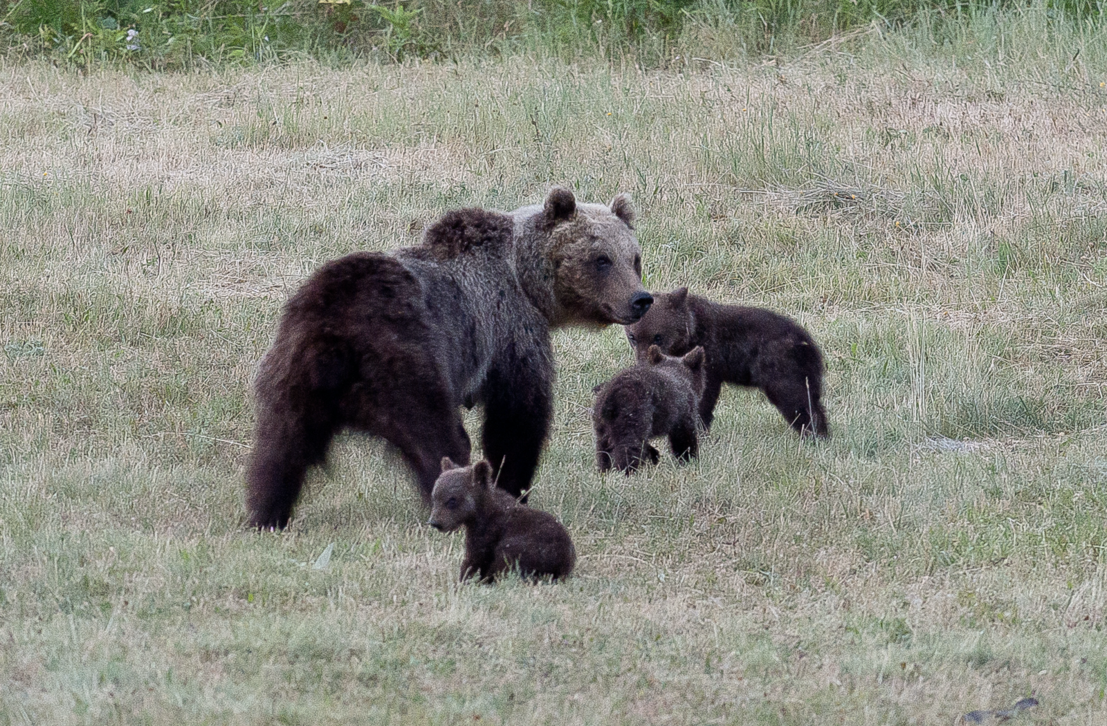 L'orsa Amarena con i suoi cuccioli  